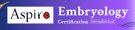 Intermediate Level Certification